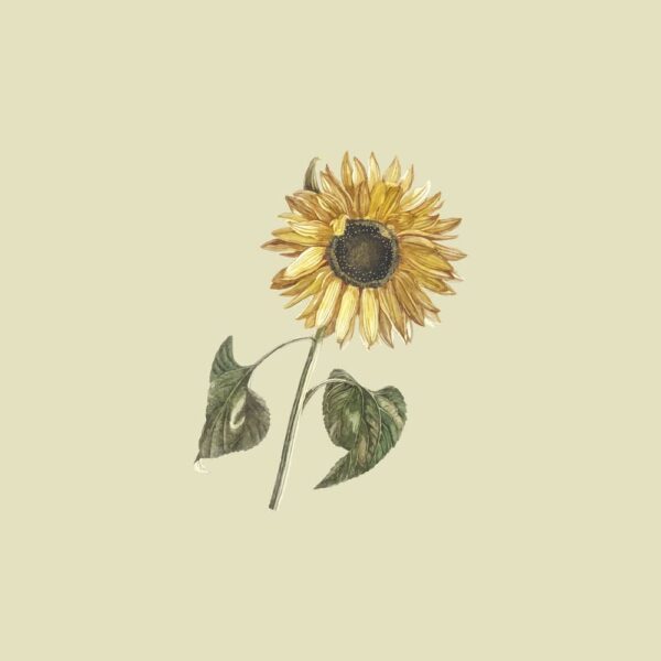 Lukrembo - Sunflower